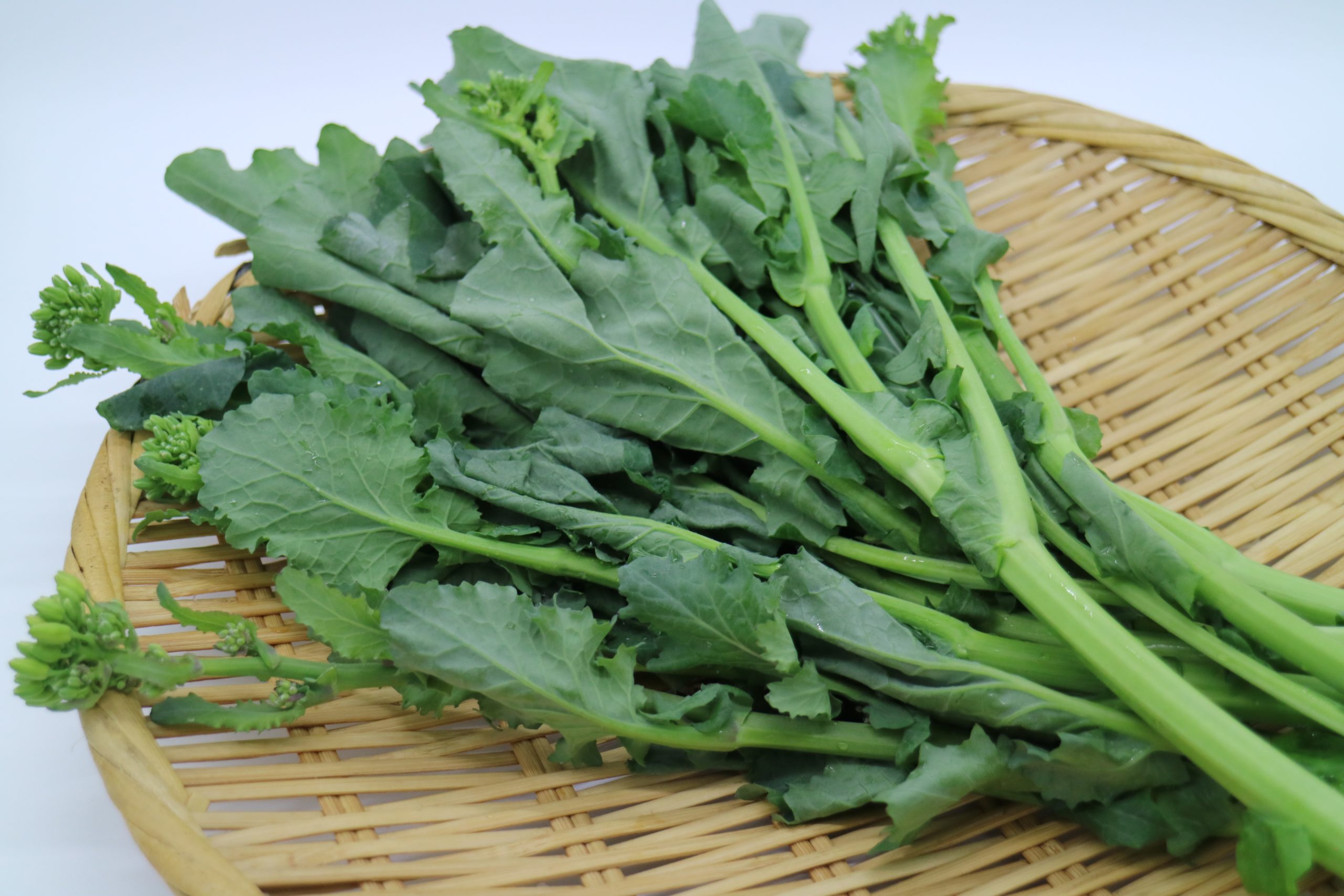 のらぼう菜のプランター栽培：種から苗まで、育て方と病害虫対策を解説