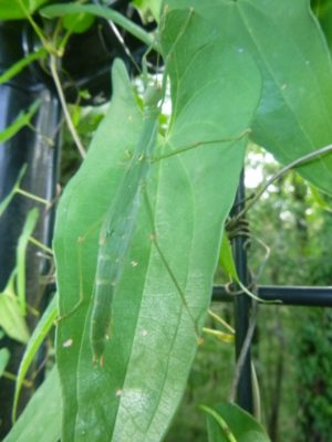 ヤマノイモのムカゴを収穫して食べるまで ～ニガカシュウ・オニドコロ・マルバアサガオかも！？～ - 庭と家
