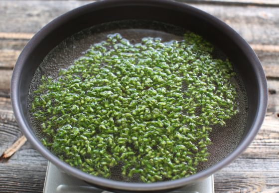 赤紫蘇の塩漬け・赤しそおにぎり –Organic Recipeオーガニックレシピ