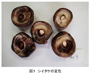 しいたけが茶色に変色 食べられる？原因と対処法は？ - Fily