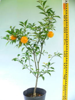 ユズの育て方・栽培方法LOVEGREEN ラブグリーン