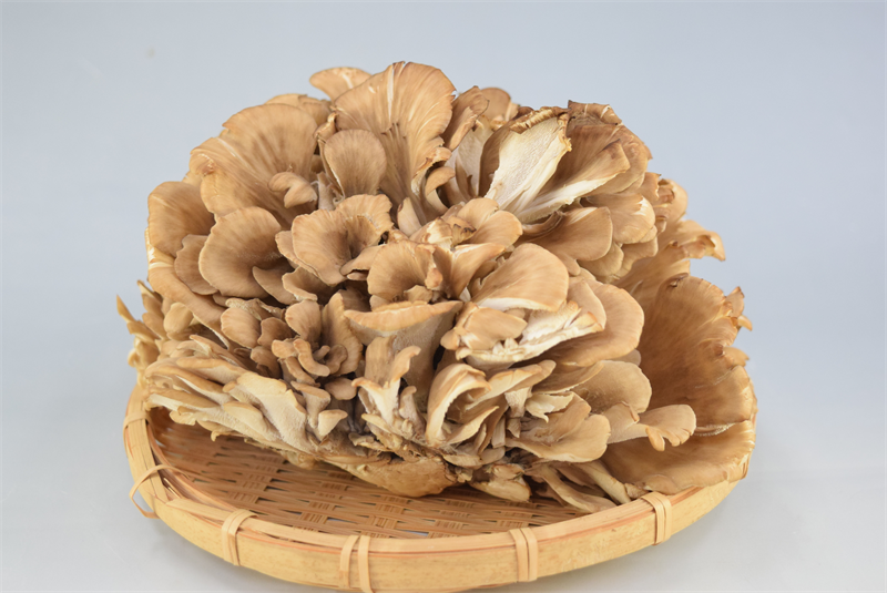 まいたけの石づき 根元 はどこまで切るの？きのこの疑問に答えるシリーズ関東きのこの会