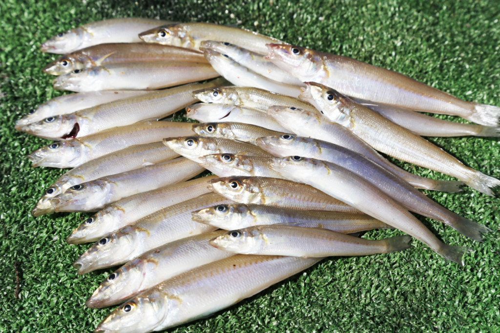 キス船釣り 入門編 ┃魚の釣り方つりチャレ