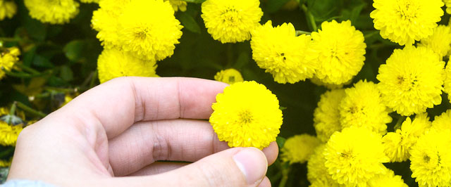 ４月の家庭菜園ー食用菊の植え付けの準備の時期となりました 趣味の野菜づくり