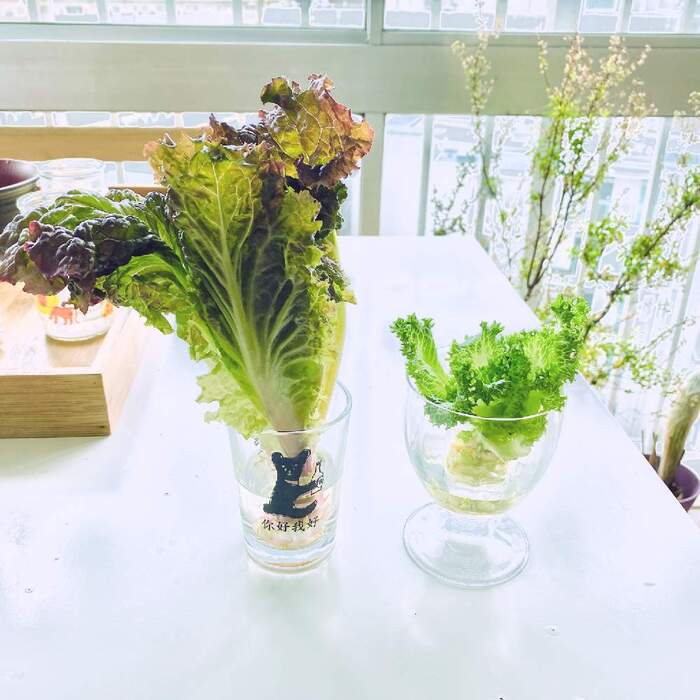 食べ終わった野菜から育てる リボーンベジタブル再生野菜は簡単 節約 自由研究にも双子女子とこそだて