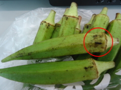 オクラが黒い・柔らかい！ふにゃふにゃしているが、食べても大丈夫？？片ロースお役立ち発信局