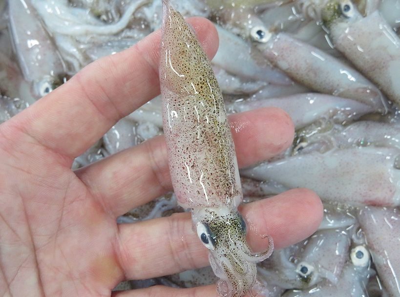 イカの下処理 ヒイカ