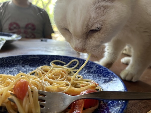 ______パスタイカ墨パスタ ９ 21日 終了です 手間が掛かるので 最近はなかなかお出ししてるお店が少くなりました濃厚なイカ墨の美味しさを お早めにお試しください ______ 9月24日 水 〜 秋メニュースタート 人気メニューも切り替わりますのでInstagramご確認