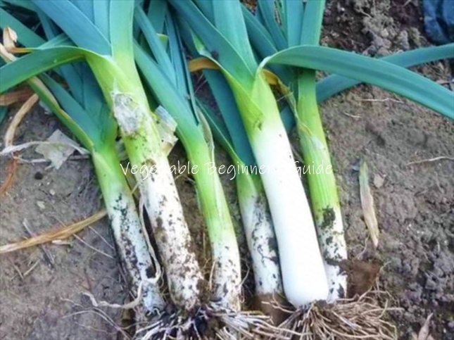 和風にしちゃいますよ。リーキの行方３いこまゆきこ料理家・食まわりのあれこれ