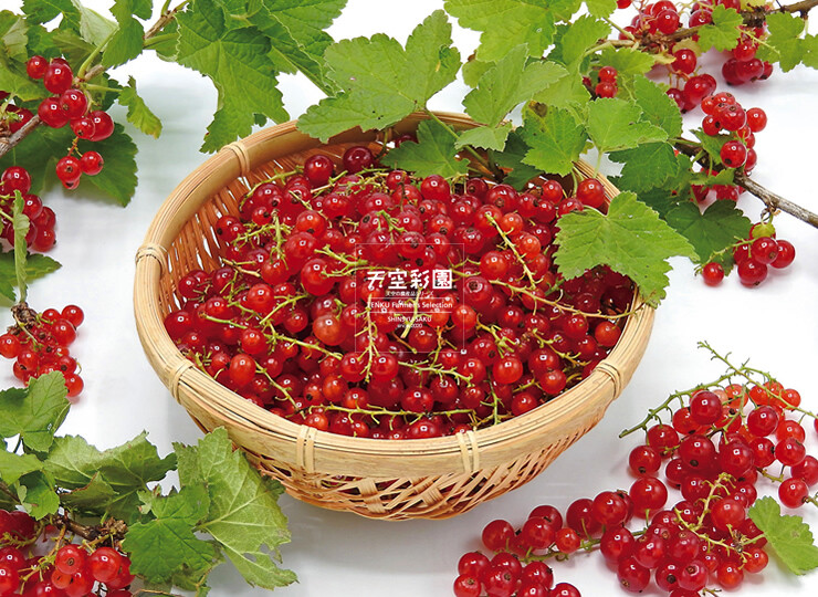 レッドフルーツ コロンビア ナチュラル・カーボニックマセレーション