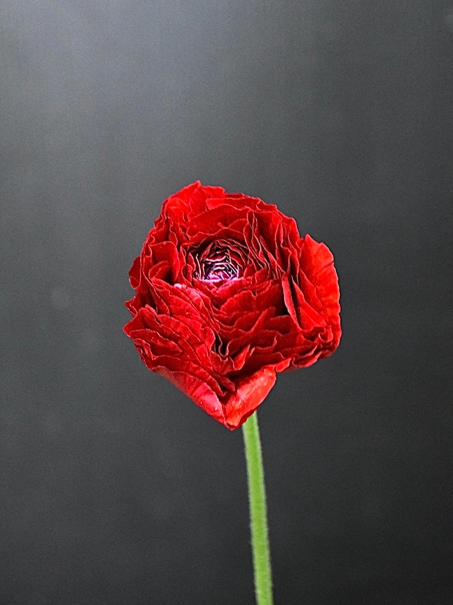 赤いラナンキュラス 写真素材5754599- フォトライブラリ