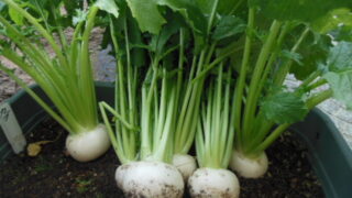 食用菊の育て方もってのほかを初心者が栽培できる方法家庭菜園インフォパーク