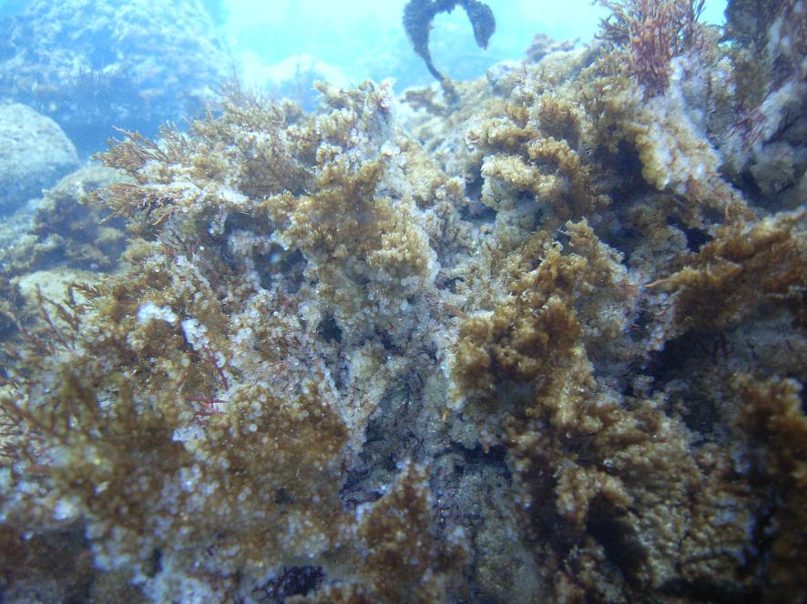 数の子ってなにの卵？その特徴と塩抜き、味付け方法など - macaroni