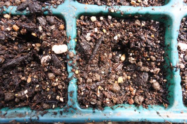 ナスを種から育てる家庭菜園で自家採種