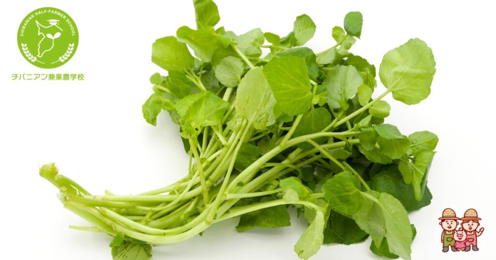 耕作放棄された田んぼを活用したクレソン栽培。栽培の事例と栽培方法。 - 農業メディア│Think and Grow ricci