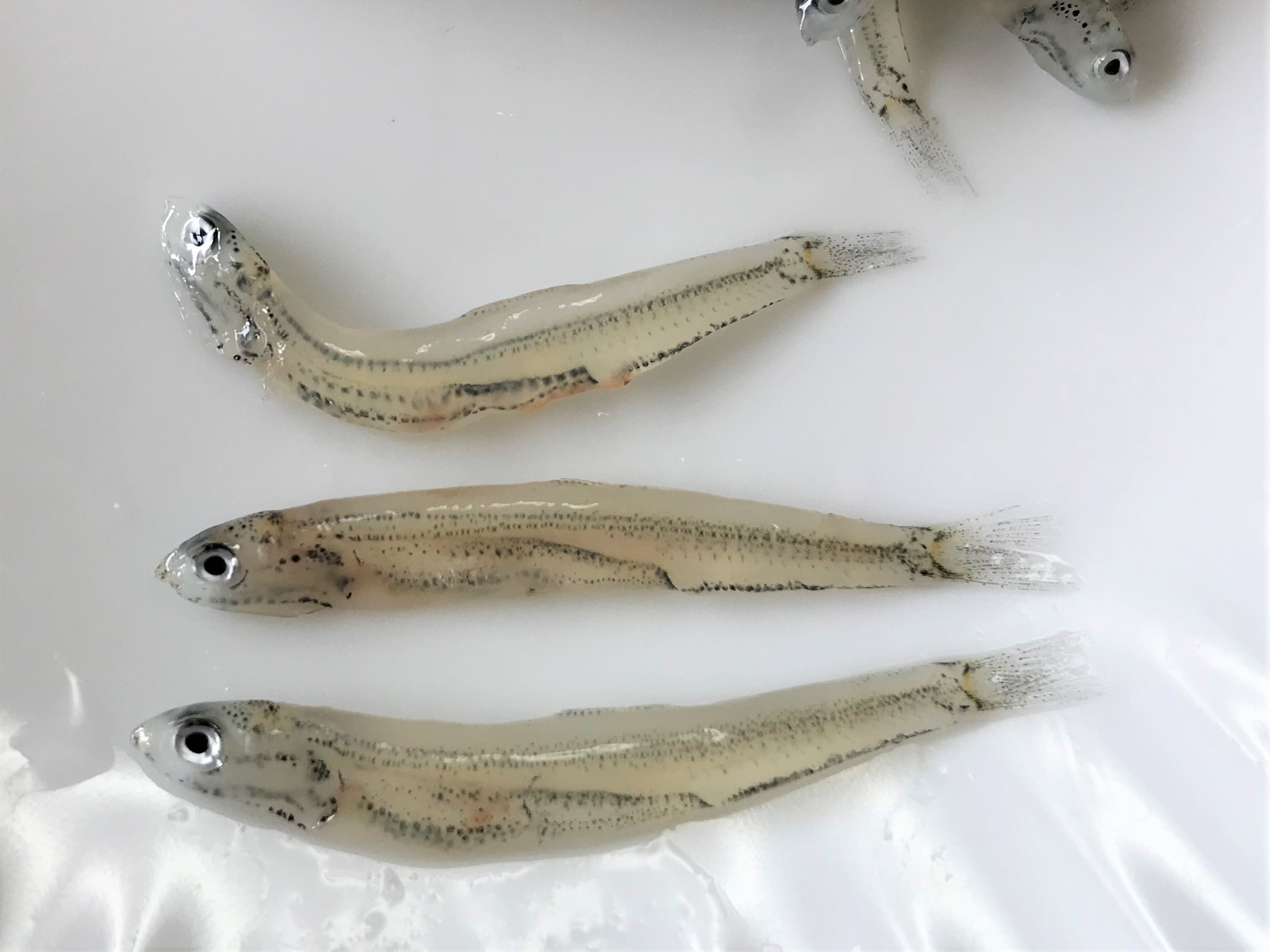 楽天市場 釜揚げしらす イワシの稚魚の通販