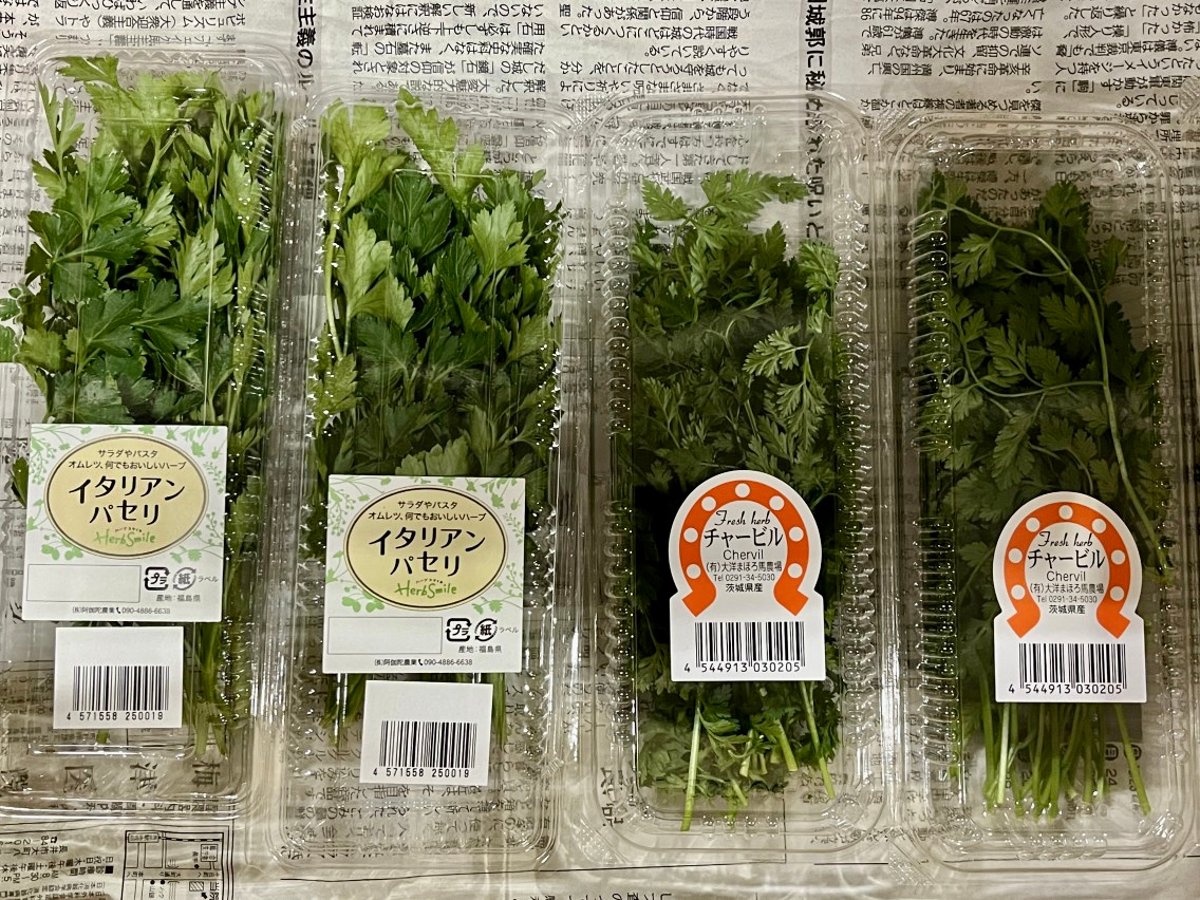 チャービル Anthriscus– SORAMIMIハーブショップ別館