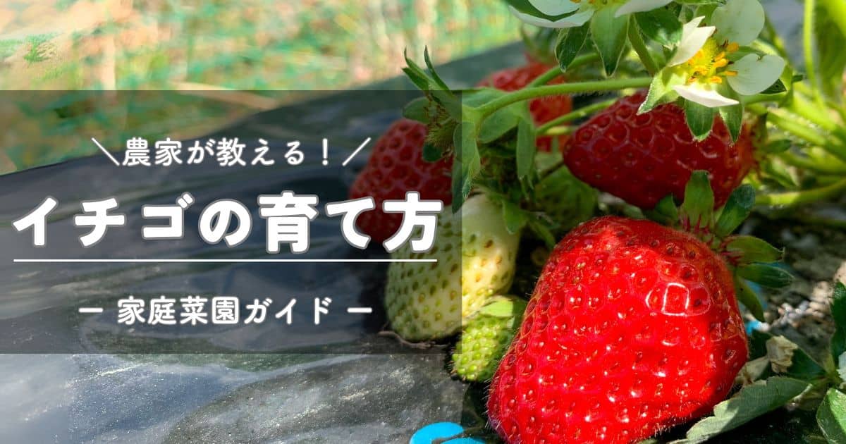 いちごの植え方、プランター、ランナー等、いちごの栽培を徹底解説！ - みんなのブログ体験農園なら貸し農園 市民農園 のシェア畑
