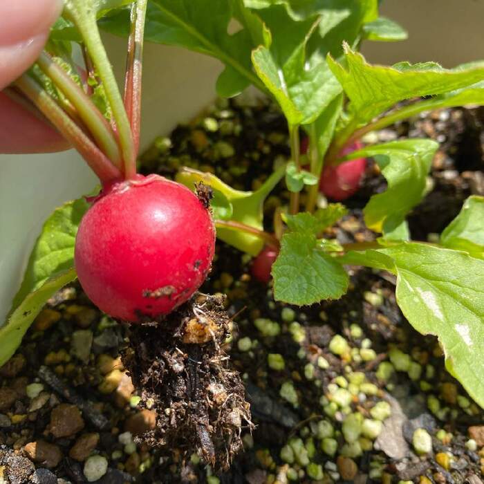 春に植えて夏に美味しく食べる 初心者OKな野菜おすすめ7選HanaToiro