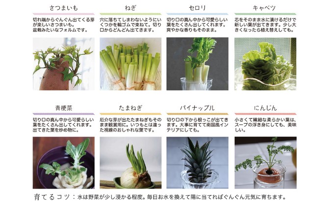 楽しい “リボベジ” 生活～我が家のグリーンインテリア