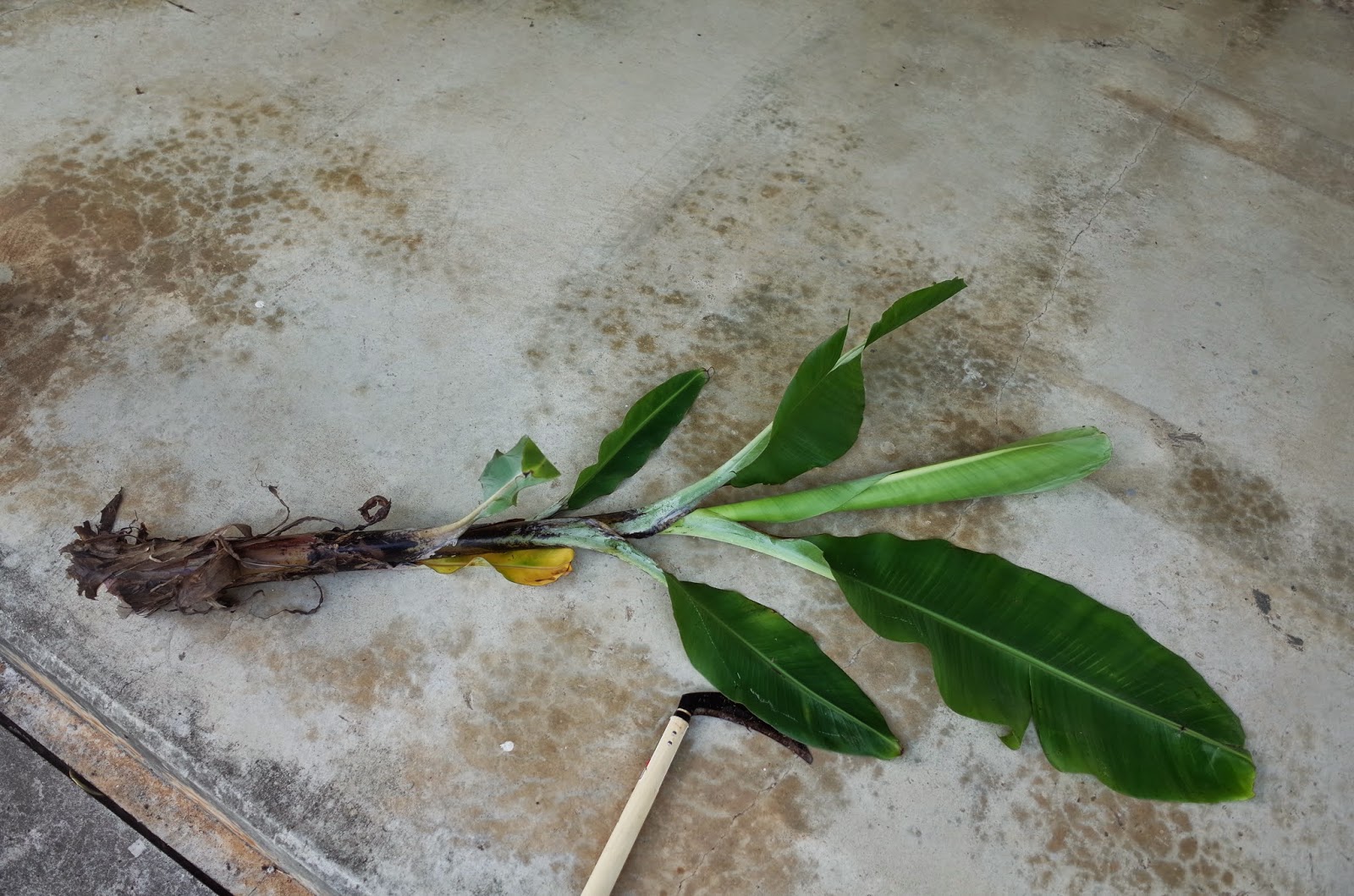 西表島エコツーリズムセンター・植物入口にある芭蕉。 実がなってます！ 食べられるのかな？ 実芭蕉と糸芭蕉があると聞いてて、どっちだろう？西表島エコツーリズムセンター芭蕉