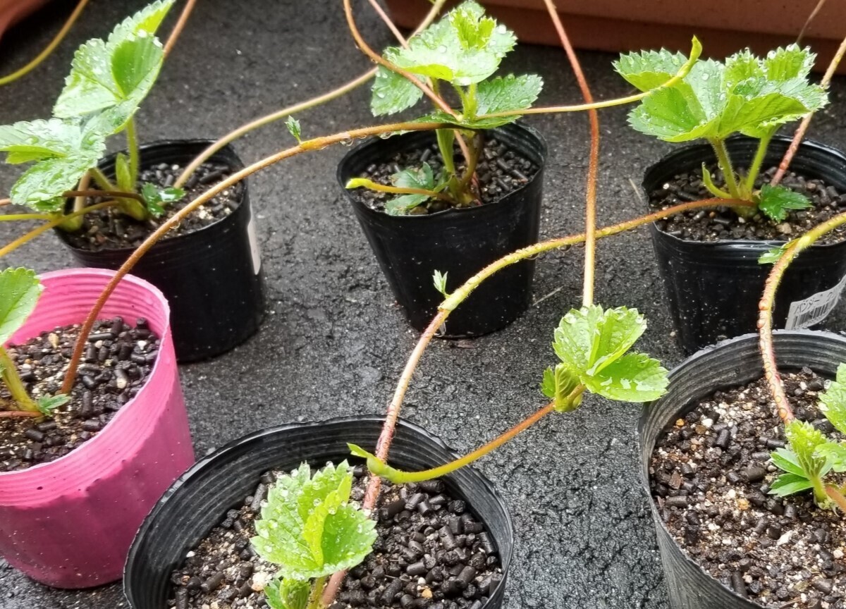 イチゴ 鉢植え の育て方KINCHO園芸