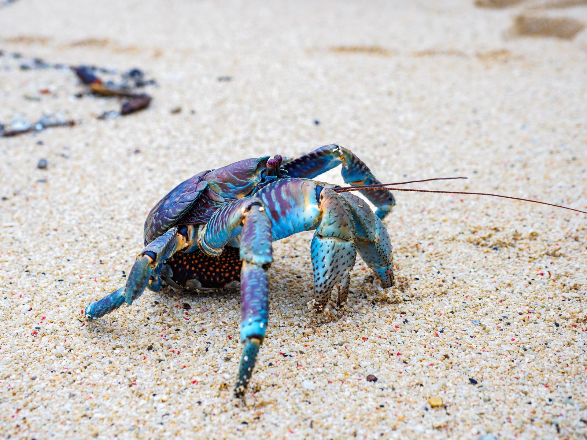 最強の甲殻類、ヤシガニに乾電池を挟ませた結果