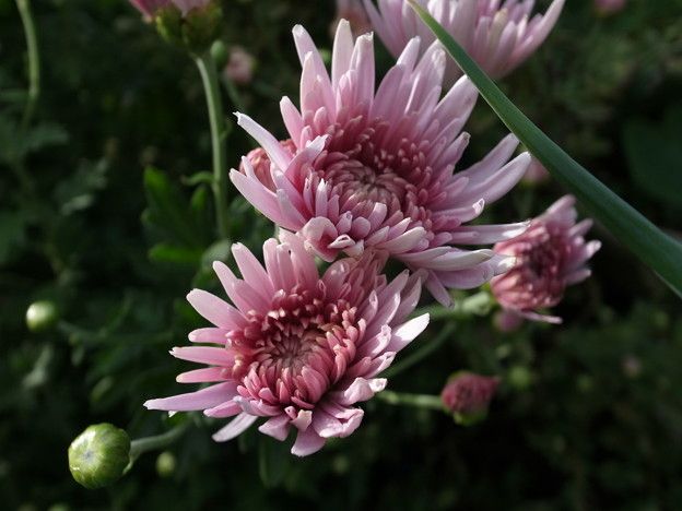 食用菊の移植、ルバーブの株分け、桜開花- 切り撮りLittle Garden