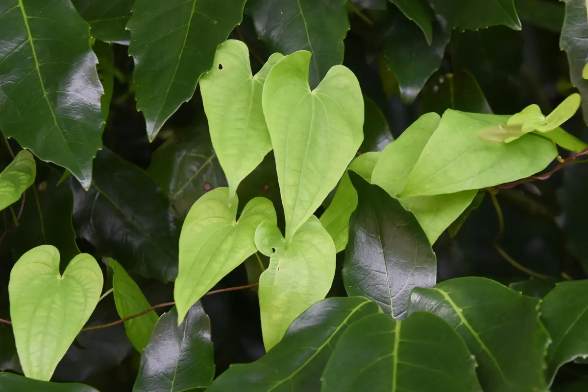 山芋の子供？「むかご」をもらったので天ぷらにして食べてみたよ。 - ヤギネの食レポブログ