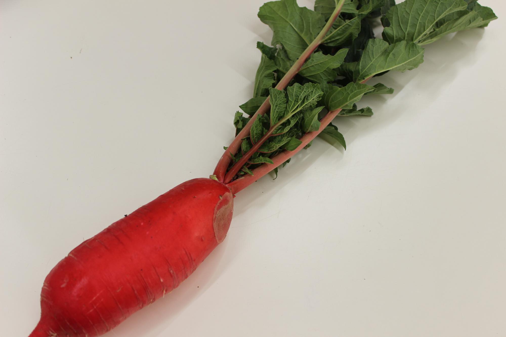 青皮紅心大根 紅芯大根‐中が赤いダイコン：旬の野菜百科