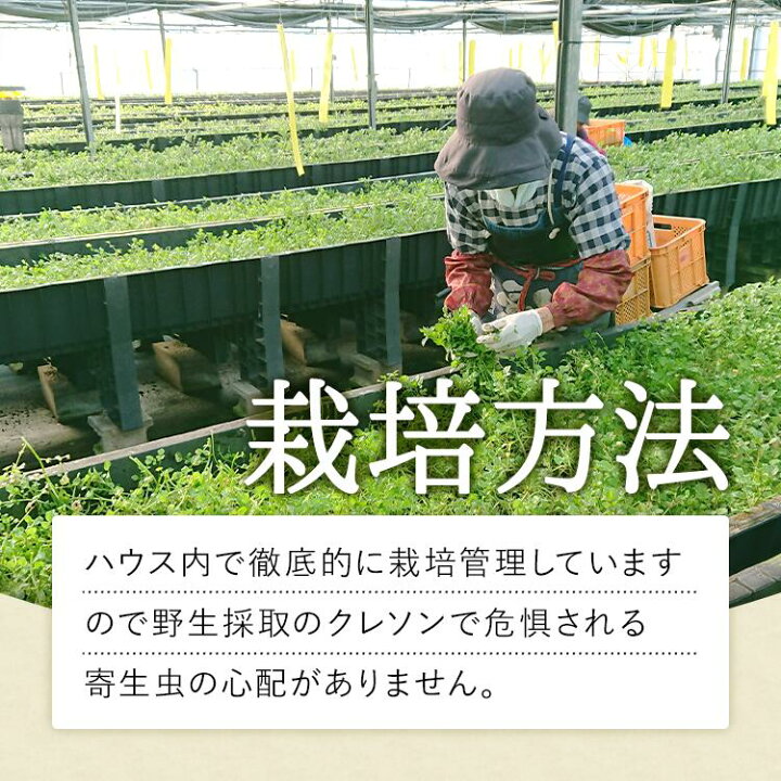 クレソン栽培のきっかけ‐荒れ地からの挑‐七花ファームダイアリ