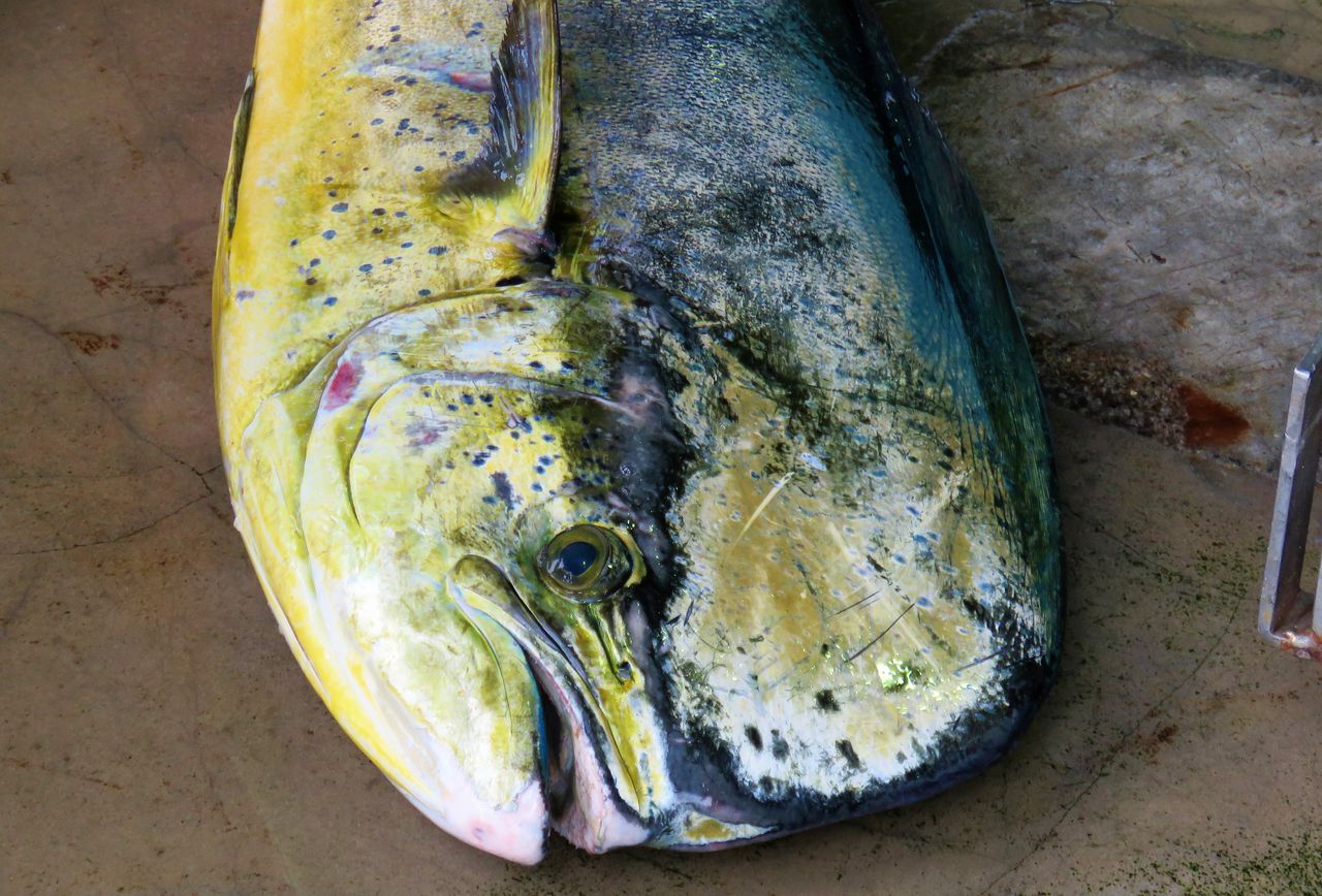 巨大シイラ漁獲 : 土佐料理 旬の鰹がゆく