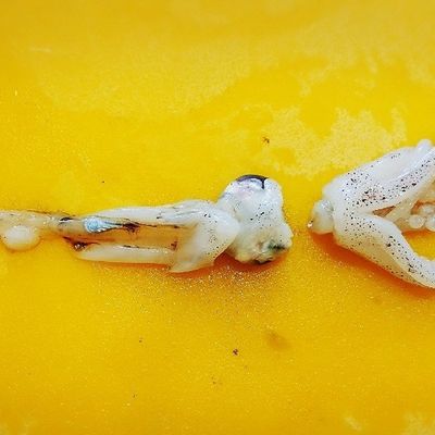 うちの下処理 いか レシピ・作り方 by おいしんぼ - 楽天レシピ