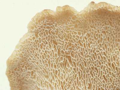 □Laetiporus cremeiporusマスタケ