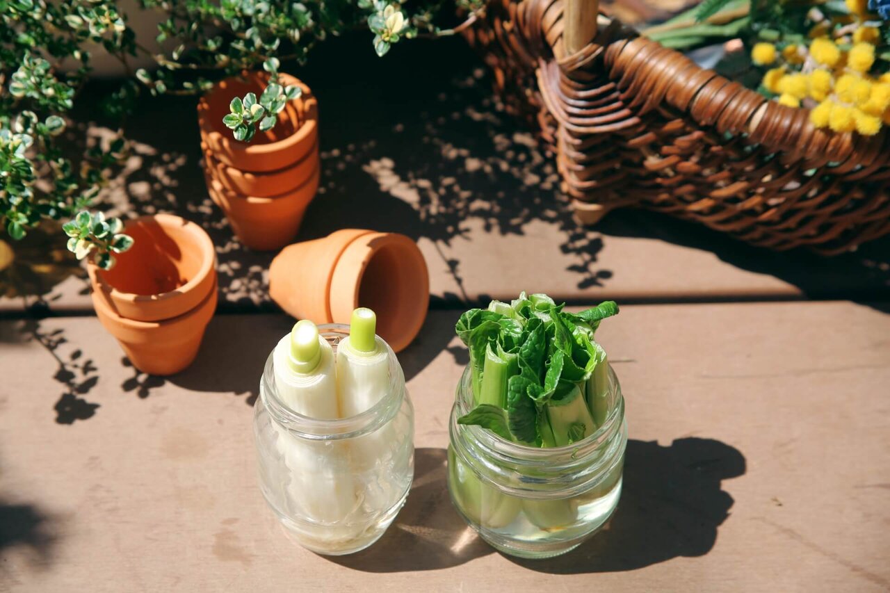 リボーンベジタブル「再生野菜」にんじん 写真素材4725851- フォトライブラリー photolibrary