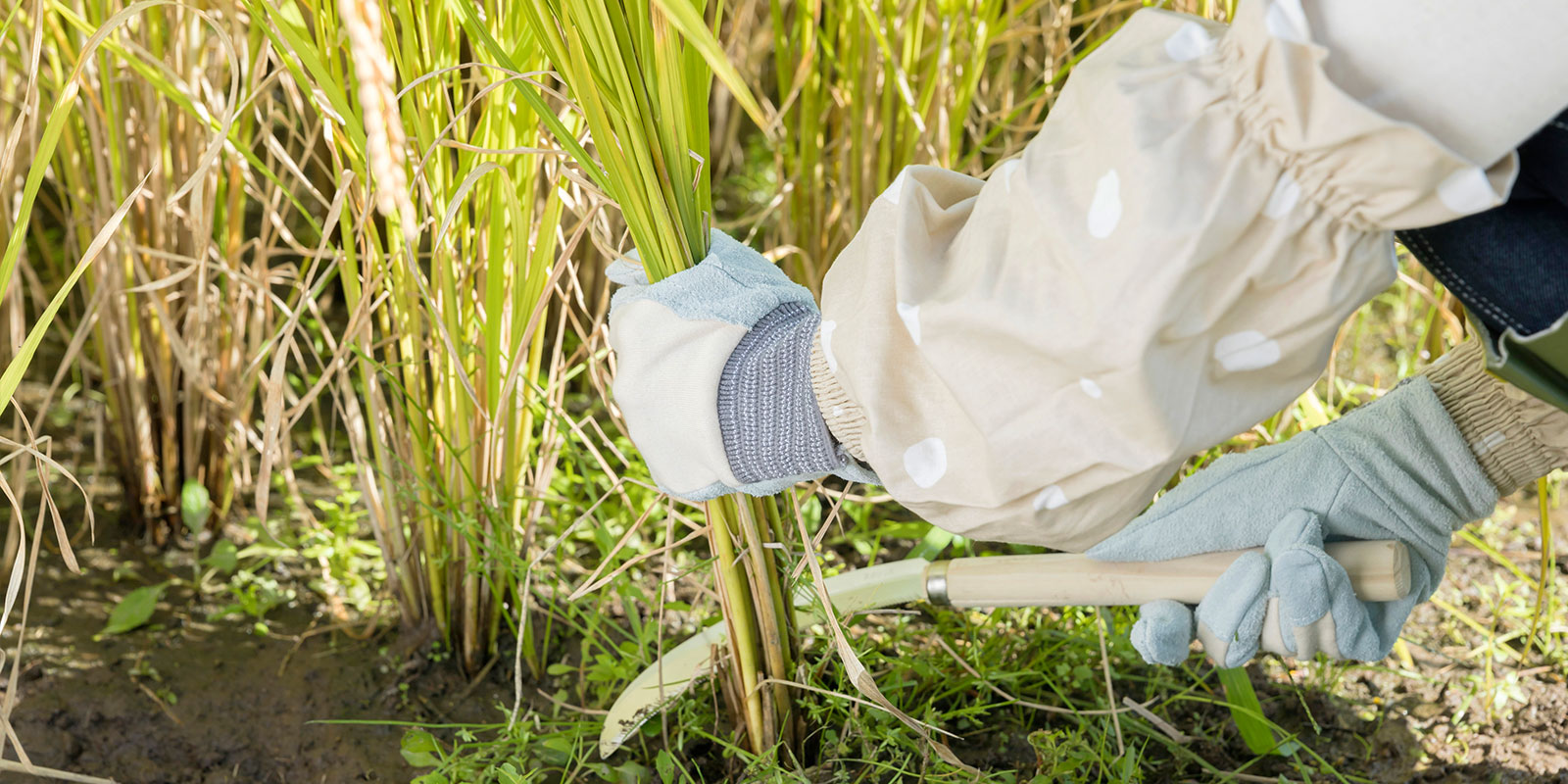 稲を干す : フウドの日々暮らし