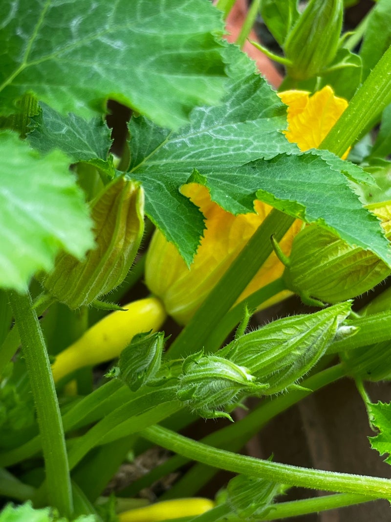 ゴーヤ、きゅうりの収穫🧑‍🌾 夏野菜に黄色の花が多いのは、 虫達が寄りやすく、 受粉してもらうためだそうです🥒🐝 植物の知恵は素晴らしい💛今日の4枚毎日が発見暑い日花ゴーヤきゅうり黄色い花夏野菜flowerbotanicaldailyrecordmetimephoto
