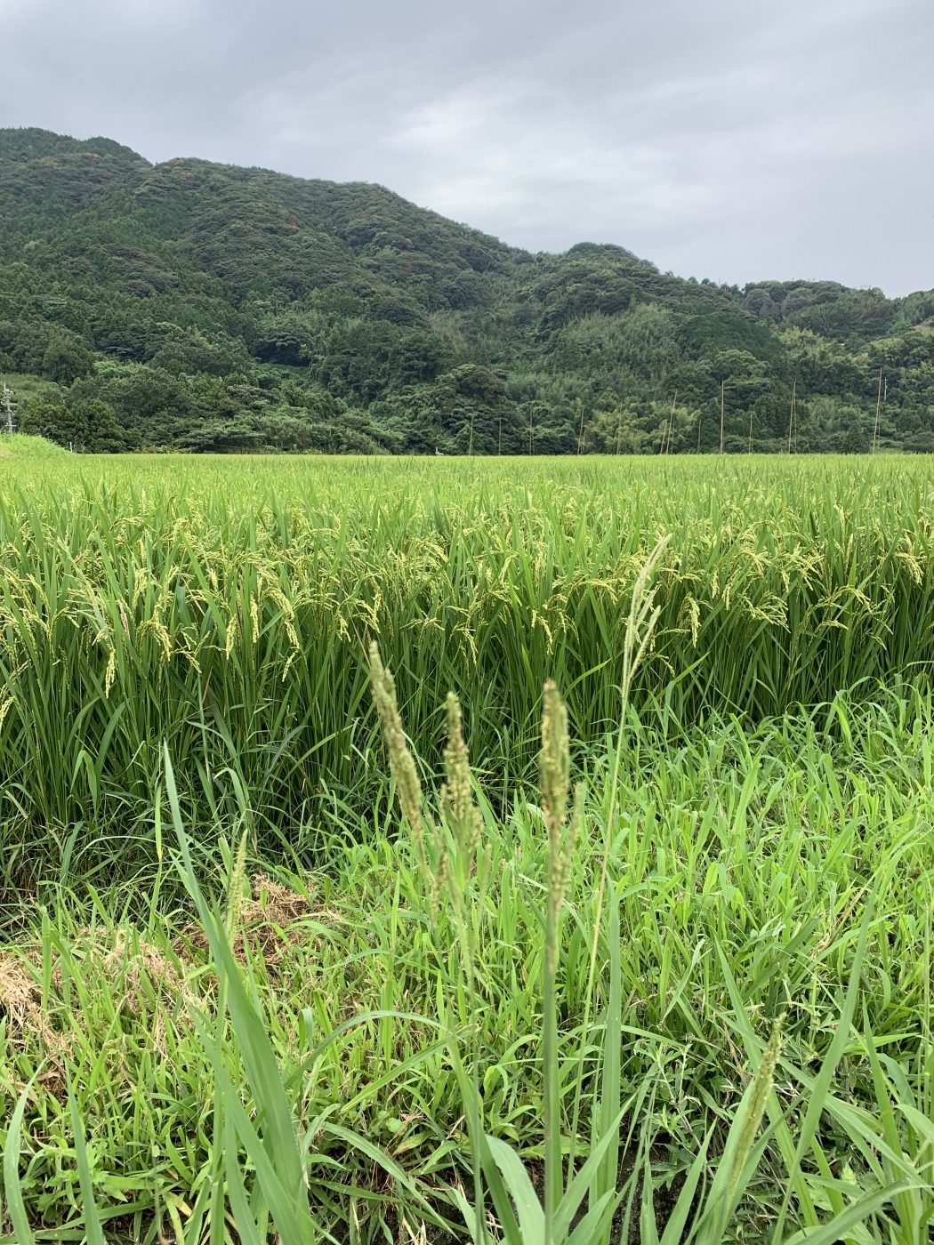 田んぼからの便りその１０無農薬・無添加コンフィチュールと天然酵母・アトピー対応パン“ままや”のブログ