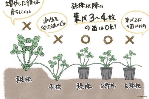 イチゴの増やし方や苗作りの方法は？適切な時期や肥料について解説コラムイノチオグループ