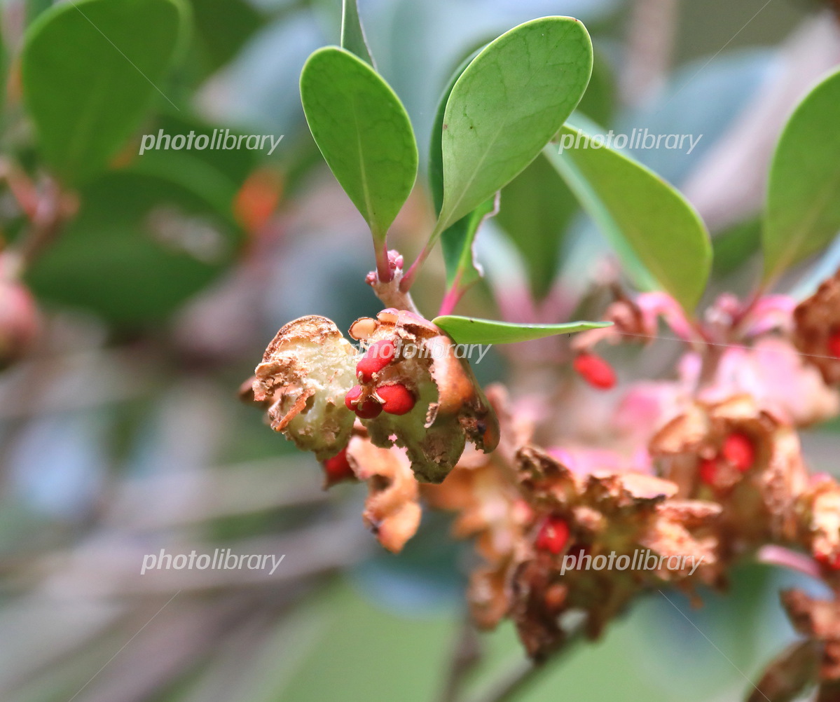 モッコクもどき？シャリンバイ？園芸日記byとまトマトんみんなの趣味の園芸804098