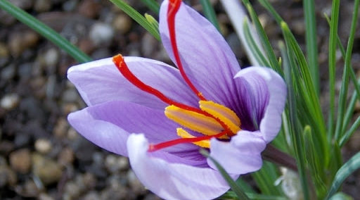 サフランで色付けした栗きんとん レシピあり angel's featherSnapdish スナップディッシュID:fGi9ua