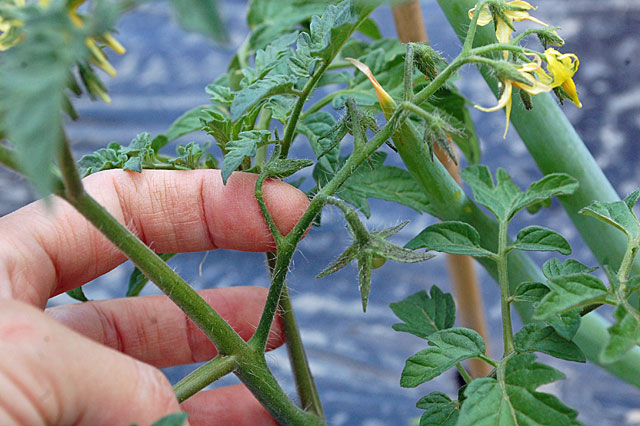初めての家庭菜園 中玉トマト フルティカ の栽培 芽かきファクトログ