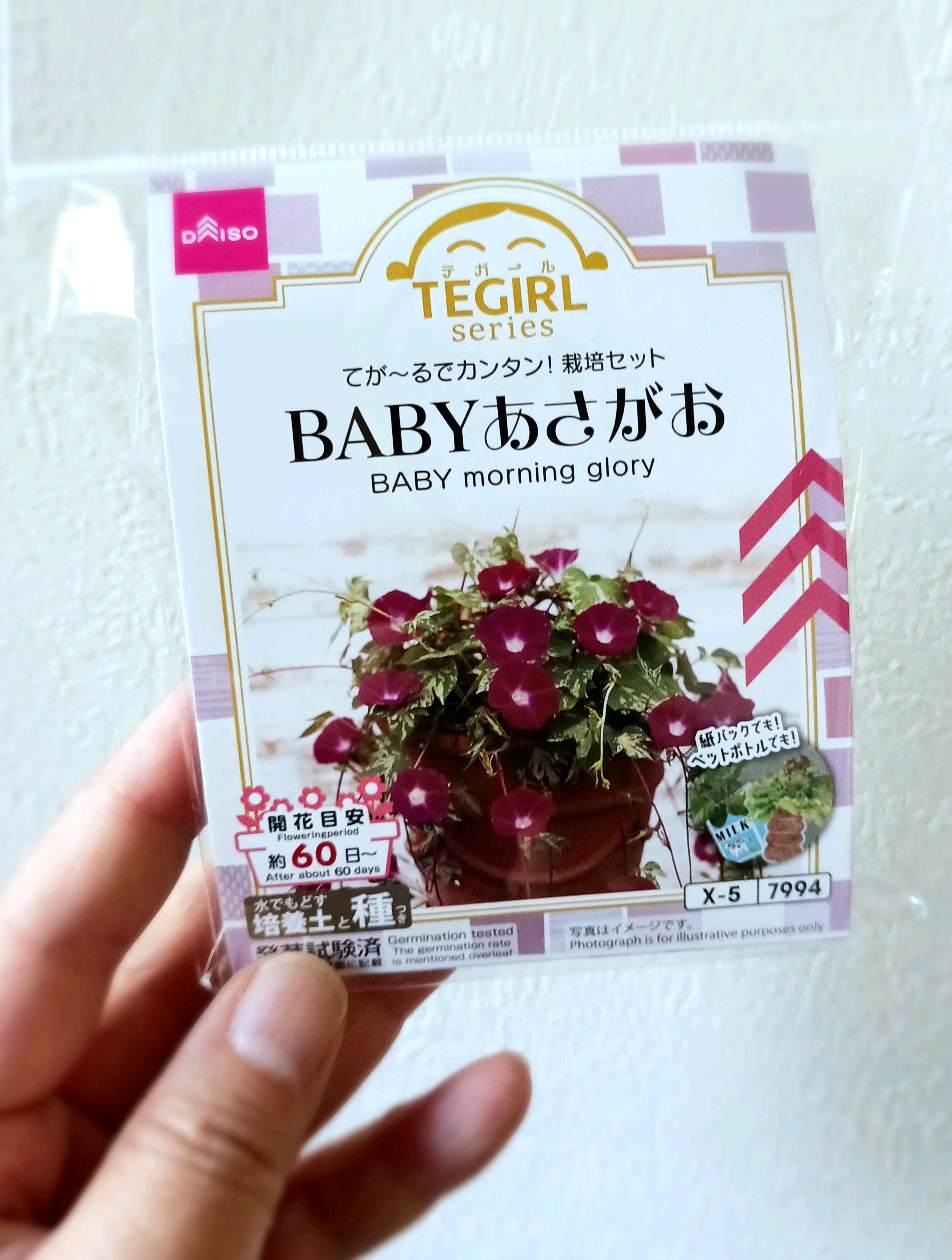 ダイソー 朝顔のおしゃれなアレンジ・飾り方のインテリア実例RoomClip ルームクリップ