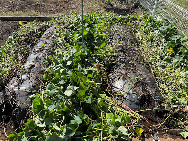 サツマイモ 収穫時期を間違えないための試し掘りのコツ 紅はるか有機農家直伝！無農薬で育てる家庭菜園 24 8 22