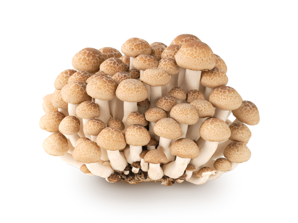 しめじ素材別 野菜cotogoto コトゴト