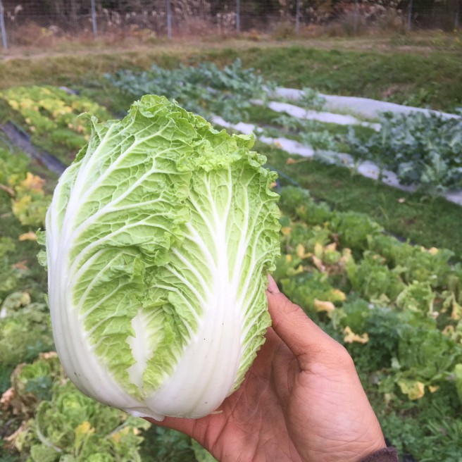 ミニ白菜 日本種