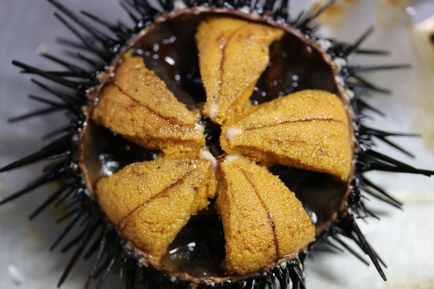 うに」って何を食べるの？魚介類の通販 山内鮮魚店