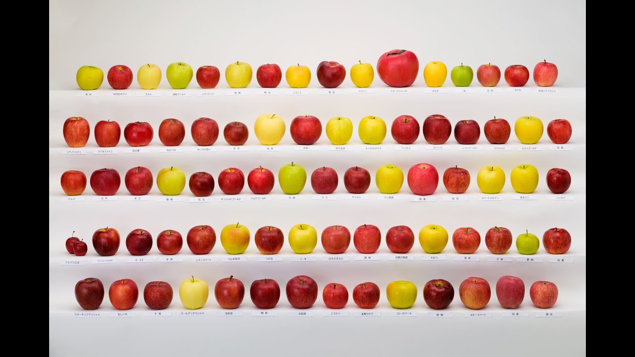 りんご 10kg 品種おまかせ 特選 青りんご 青森産 青林檎 ご家庭用 送料無料 食品