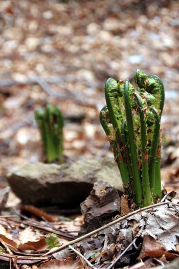 春の山菜、こごみ 写真素材4375708- フォトライブラリ
