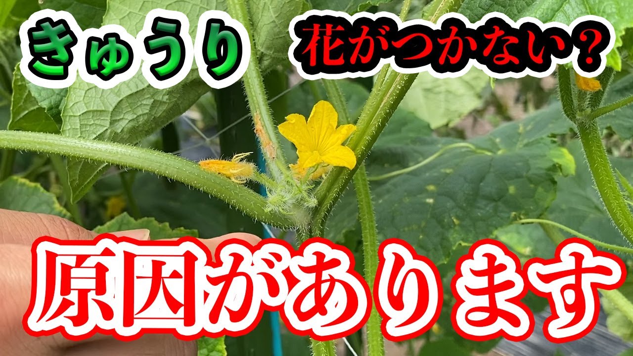 きゅうりの実がならない・きゅうりの実が小さい原因と対策